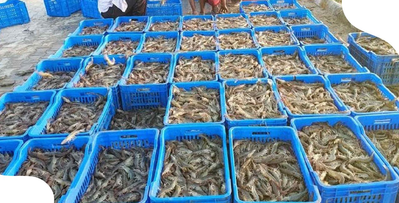 Us Tariffs: Why Andhra’s Aqua Exporters Are Demanding 240-Day Loan Moratorium