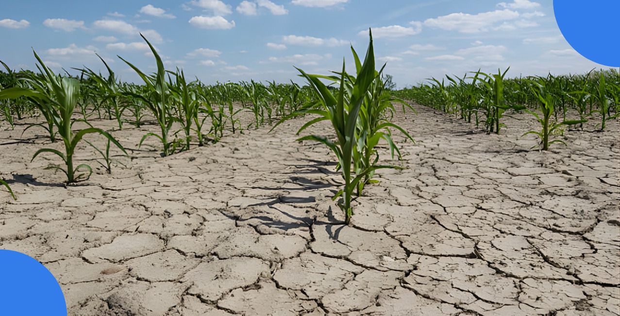 Hectare To Bigha Calculator – Convert Land Area Easily