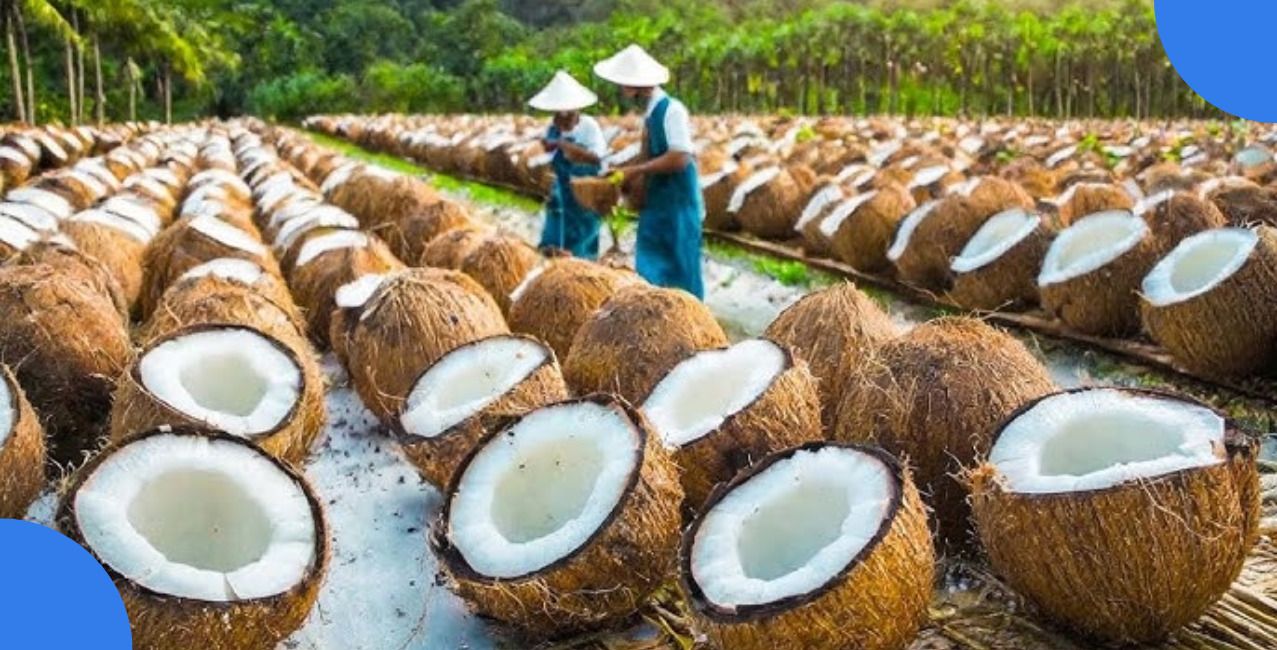 Coconut Business Ideas: Best Profitable Ideas to Start
